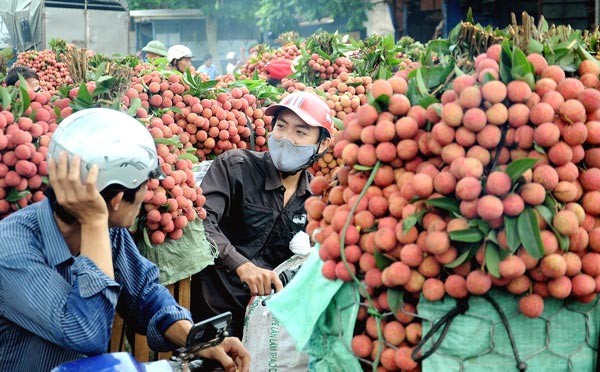 The men transport litchi to export firms in Luc Ngan district, Bac Giang province (Photo: SGGP)